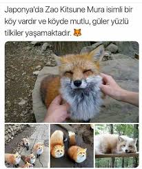 Cikolatali Panda Adli Kullanicinin Bilgi Panosundaki Pin Tilki Japonya Hayvanlar
