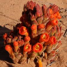 Image result for Harveya