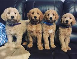 Jul 29, 2020 · the fluffy bichon poodle mix has an iconic coat that you cannot ignore. Goldendoodle 10 Amazing Facts About Designer Dog Breed Goldie Poo