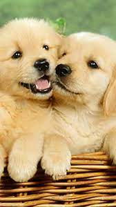 Cute Puppies Wallpaper For Mobile Phone Tablet Desktop Computer And Other Devices Hd And 4k Wallpapers In 2021 Puppy Wallpaper Dog Wallpaper Iphone Cute Puppies