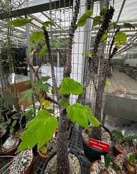 Image result for Obetia radula