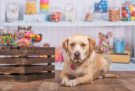Sweet idea if your buddy is brown chorizo: Complete List Of 526 Food Names For Dogs