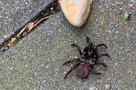 The female black widow spider bite is 15 times as toxic as the venom of the prairie rattlesnake. Rare Spider Sneaks Out Of Hiding In Langford Goldstream News Gazette