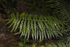 Image result for Lomariopsis warneckei