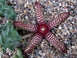 Image result for Orbea maculata