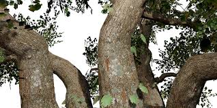 Image result for Sterculia rogersii