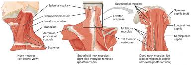Muscular dystrophy affects muscle fibers. Axial Muscles Of The Head Neck And Back Anatomy And Physiology I