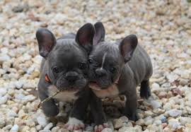French breeders sought to consistently produce the erect bat ears, much to the chagrin of english breeders. Delaware French Bulldogs Home Facebook