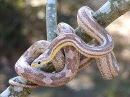 Ghost Motley Corn Snake Yellow Bellies Corn Snake Snake Ghost