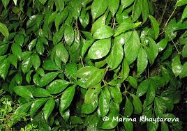 Image result for Rothmannia longiflora