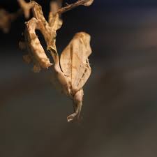 Check spelling or type a new query. Devil S Flower Mantis Evolution Reptiles