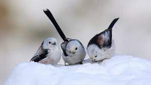 Mayra oriz tejeda is the ecology station animal rights lawyer maveconsultores@yahoo.com Hd Wallpaper Cute Snow Birds Winter Animal Animals Wallpaper Flare