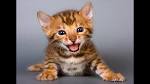 Bengal CATS are AWESOME! - Cute and Funny Bengal Videos Vines Compilation 2017