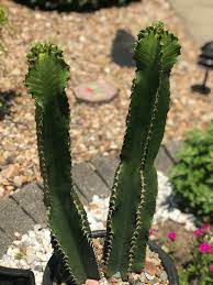 Euphorbia is sometimes used in ordinary english to collectively refer to all. Chocolate Drop Euphorbia Succulents Cacti Plants