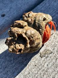 Check spelling or type a new query. How To Clean Seashells Plus Simple Craft Ideas Travelingmom