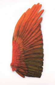 Bird With Orange Feathers Under Wings Feathers Wings Art Wings Drawing Bird Wings