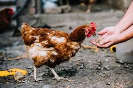 Mengapa burung peliharaan di rumah atau burung yang dilombakan bisa masuk daftar burung dilindungi? Sama Dengan Pelihara Babi Pelihara Ayam Di Rumah Jadi Bom Waktu Mematikan Semua Halaman Grid Health