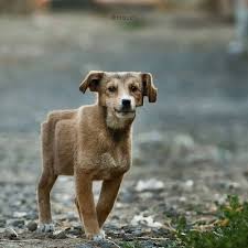 Ditpict Animals Animal Memes Dog Memes
