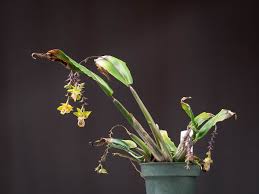 Image result for Polystachya undulata