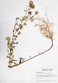 Image result for Inhambanella