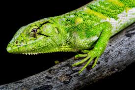 Image result for Polychrus liogaster