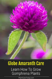 Pin On Best Of Plantcaretoday