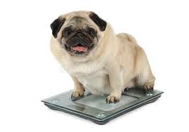 But fat dog mendoza knows justwhat to do! 14 912 Fat Dog Photos Free Royalty Free Stock Photos From Dreamstime