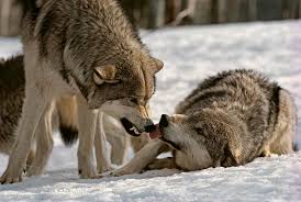 Wolf wallpapers, backgrounds, images 1920x1080— best wolf desktop wallpaper sort wallpapers by: The Language Of Wolves Living With Wolves