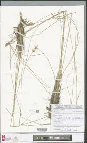 Image result for Isachne kiyalaensis