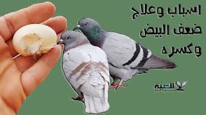 الحمام بيكسر البيض اعمل ايه علاج بيض الحمام الضعيف اسباب كسر بيض الحمام وتقوية البيضة youtube
