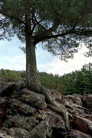 Tattoo Trees Roots Around Rock Bing Images Growing Tree Tree Roots Tree