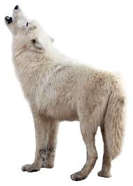 Wolf, gray wolf logo decal sticker, wolf, white, animals, company png. Wolf Png Image Purepng Free Transparent Cc0 Png Image Library