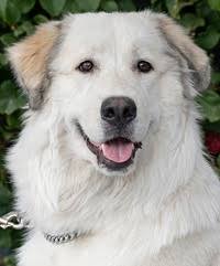 Ffion ( was MT Octavia)