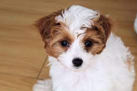 Cute Cavapoo Puppies For Sale In Sg March 2021 Updated