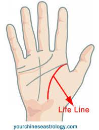 What does it mean there is always a lifeline in palm, perhaps very thin or unclear. Life Line Palm Reading Guide Life Line In Chinese Palmistry