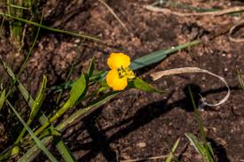 Image result for Wahlenbergia madagascariensis
