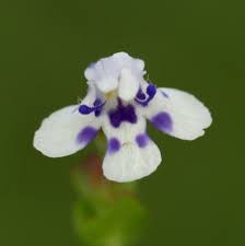 Image result for Linderniaceae