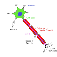 We did not find results for: Action Potential Definition And Synonyms Of Action Potential In The English Dictionary
