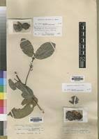 Image result for Landolphia landolphioides