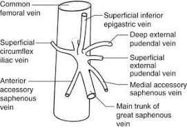 (1987) popliteal vein entrapment caused by the third head of the gastrocnemius. Anatomy Of The Lower Limb Venous System And Assessment Of Venous Insufficiency Radiology Key Venous Insufficiency Vascular Ultrasound Lower Limb