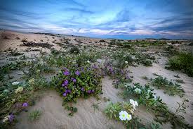 78433 prairie flower dr, palm desert, ca 92211. Wildflowers In The Valley Discover Palm Desert