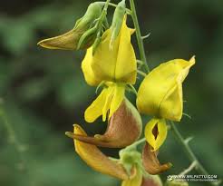 Image result for Sopubia lanata