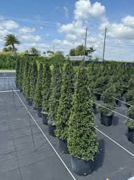 Image result for Eugenia