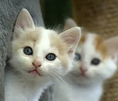 Image result for kittens