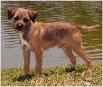 Border Terrier Puppies for Sale - Adoptapet