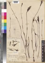 Image result for Platycoryne