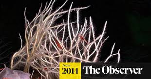 Image result for Subularia monticola