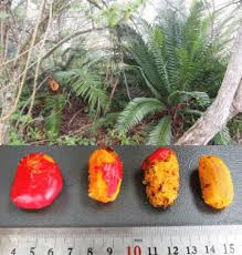 Image result for Encephalartos villosus