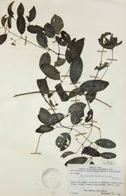 Image result for Hippocratea goetzei