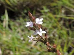 Image result for Buchnera chimanimaniensis